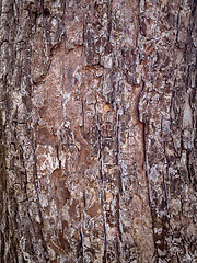 Image showing Tree bark texture