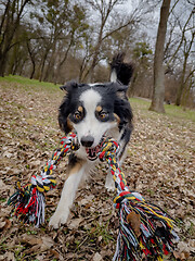 Image showing Australian Shepherd Dog at park