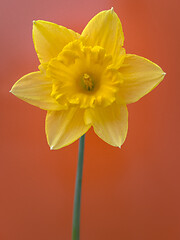 Image showing Spring Daffodil flowers