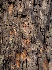 Image showing Tree bark texture