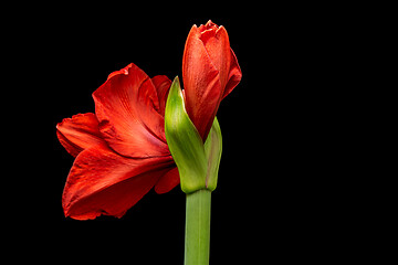 Image showing Blooming red Amaryllis flower