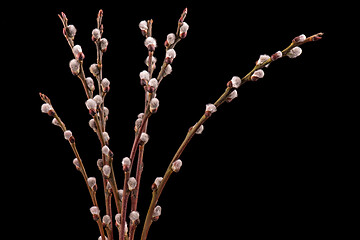 Image showing Blooming willow flowers