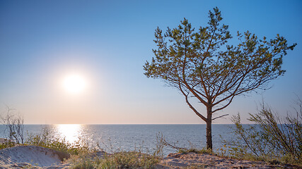 Image showing Tree on beach at sunset