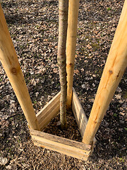 Image showing Planting trees in park