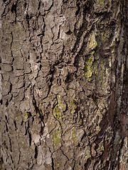 Image showing Tree bark texture