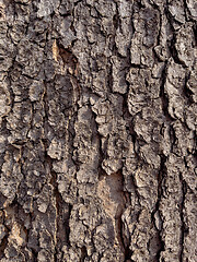 Image showing Tree bark texture