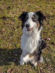 Image showing Australian Shepherd Dog at park