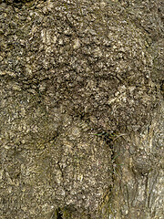 Image showing Tree bark texture