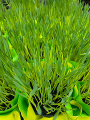 Image showing Green grass in pot