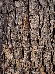 Image showing Tree bark texture