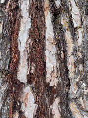 Image showing Tree bark texture