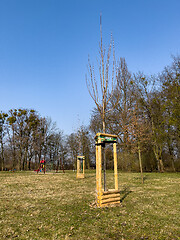 Image showing Planting trees in park