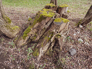 Image showing Old tree stump covered moss