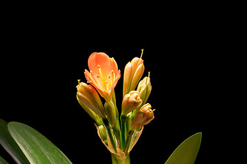 Image showing Blooming orange Amaryllis flower