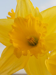 Image showing Spring Daffodil flowers