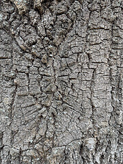 Image showing Tree bark texture