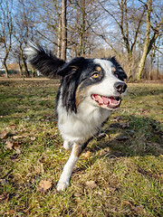 Image showing Australian Shepherd Dog at park