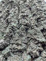 Image showing Tree bark texture