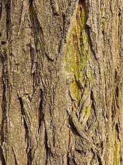 Image showing Tree bark texture