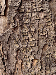 Image showing Tree bark texture