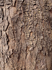 Image showing Tree bark texture