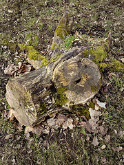 Image showing Old tree stump covered moss