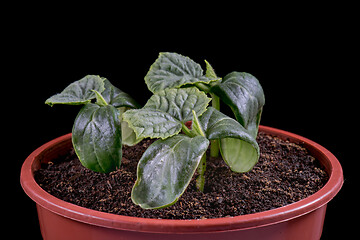 Image showing Small green cucumbers seedling