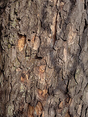 Image showing Tree bark texture