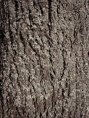 Image showing Tree bark texture