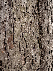 Image showing Tree bark texture