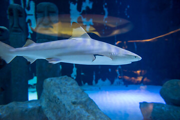 Image showing shark swimming in aquarium