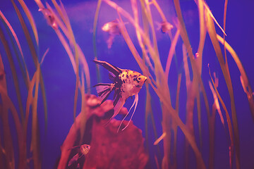 Image showing aquarium with colorful fishes