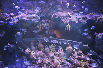 Image showing aquarium with colorful fishes