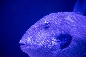 Image showing fish swimming in aquarium