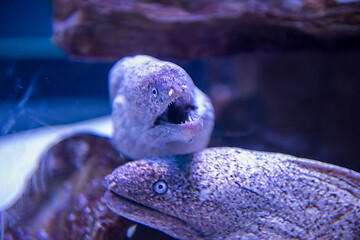 Image showing fish swimming in aquarium