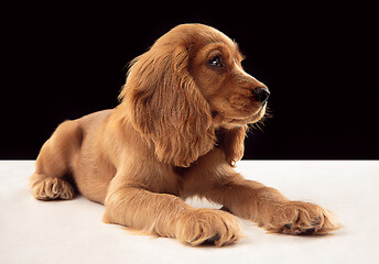 Image showing Studio shot of english cocker spaniel dog isolated on black studio background