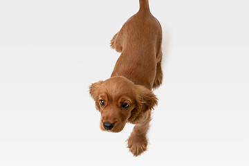 Image showing Studio shot of english cocker spaniel dog isolated on white studio background