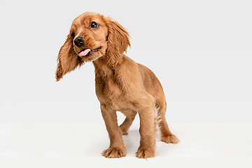 Image showing Studio shot of english cocker spaniel dog isolated on white studio background