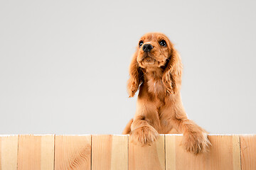 Image showing Studio shot of english cocker spaniel dog isolated on white studio background