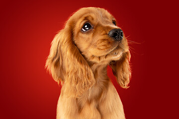 Image showing Studio shot of english cocker spaniel dog isolated on red studio background