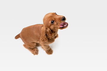 Image showing Studio shot of english cocker spaniel dog isolated on white studio background