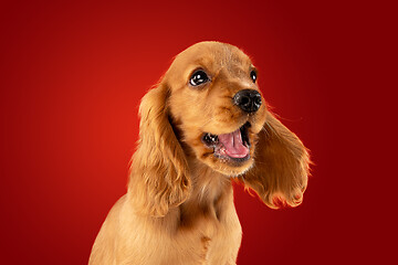 Image showing Studio shot of english cocker spaniel dog isolated on red studio background