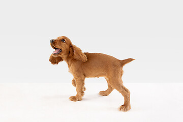 Image showing Studio shot of english cocker spaniel dog isolated on white studio background