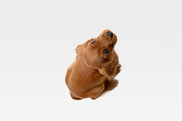 Image showing Studio shot of english cocker spaniel dog isolated on white studio background