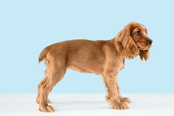 Image showing Studio shot of english cocker spaniel dog isolated on blue studio background