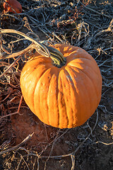 Image showing typical field of pumpkin