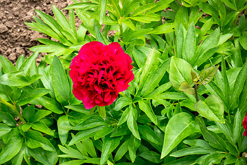 Image showing red peony flower in the garden