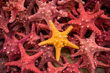 Image showing Plenty starfish