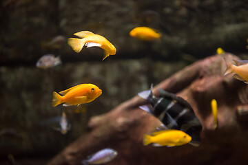 Image showing aquarium with colorful fishes