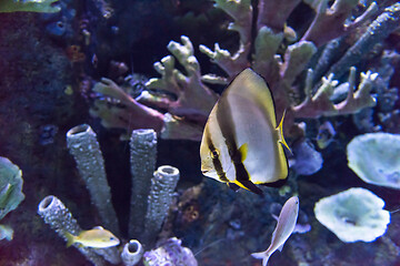 Image showing aquarium with colorful fishes